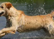 Quiz Les Golden retriever