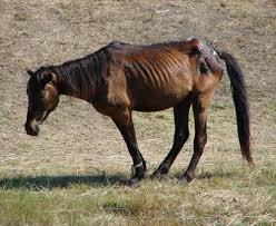 Quiz Chevaux