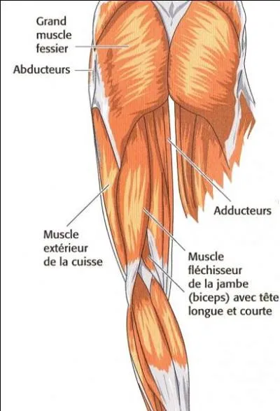 Comment s'appelle l'os de la cuisse ?