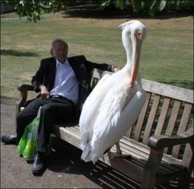 Dans ce film, le nom de cet oiseau est Nicostratos !