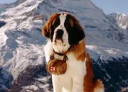 Quiz Un toutou irrsistible, le Saint-Bernard