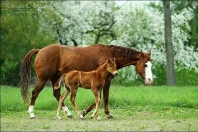 A quelle allure vont ces chevaux ?