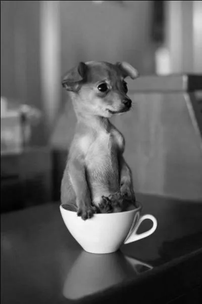 Le chihuahua est le plus petit chien du monde, d'o est-il originaire ?