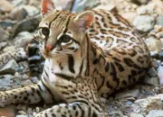 Quiz L'ocelot