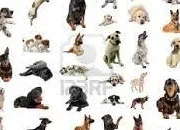 Quiz Les races de chiens