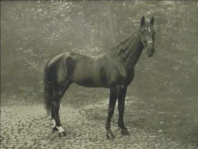 Quel est ce cheval ?