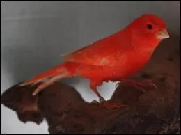 Nous allons commencer par une question facile en admirant ce canari de couleur rouge, mais de quelle couleur est le canari  l'origine ?