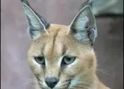 Quiz Le caracal