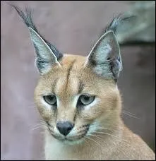 Le caracal est-il menac ?