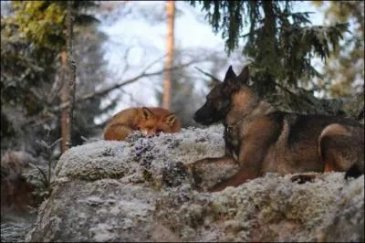 Quel animal reconnaissez-vous,  gauche sur la photo ?