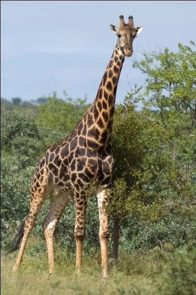 O vit la girafe ?