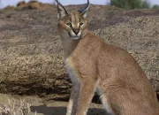 Quiz Le caracal