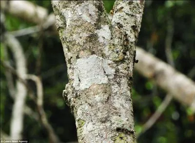 N'oublie pas de cliquer sur chaque photo pour l'agrandir. Que vois-tu sur cette photo ?