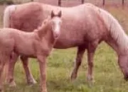 Quiz Races de poneys