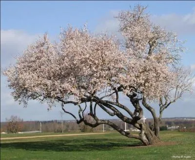 Quel est cet arbre fruitier qui est le premier  fleurir au printemps ?