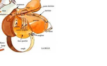 Quiz Chevaux