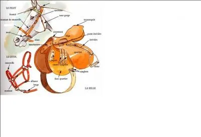 Comment s'appelle la partie du filet sur la photo en haut du mors ?