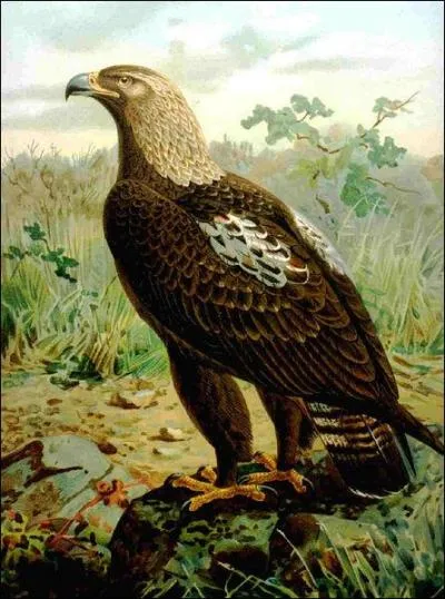 L'aigle :