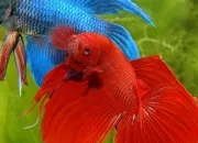 Quiz Les poissons d'aquarium