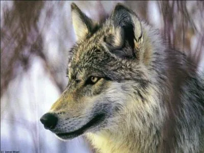 S'il est difficile d'avoir des loups en France, savez-vous combien en compte la Sude. ?