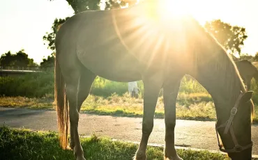 Quiz Chevaux