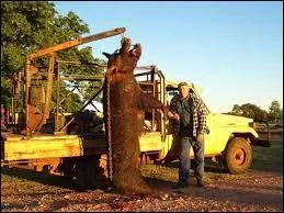 Peut-tre avez-vous vu ce film, o un cochon sauvage sme la terreur dans une rgion d'Australie, et bien ce cochon existe vraiment et il est  peine moins gros que dans le film !