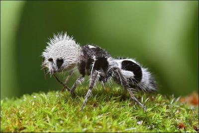 Encore un dlire de Moquette : La fourmi panda !