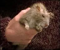 Quel est le nom du rat de Ron ?