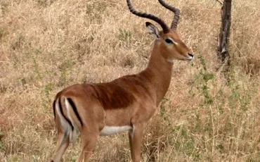 Quiz Animaux