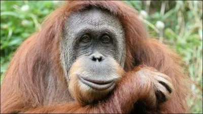 Comment un orang-outan nomm Fu Manchu a-t-il russi  s'vader de sa cage  plusieurs reprises ?