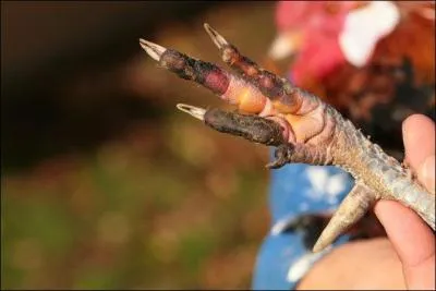 On le voit partout, mme sur les terrains de rugby, dress sur ses ergots !