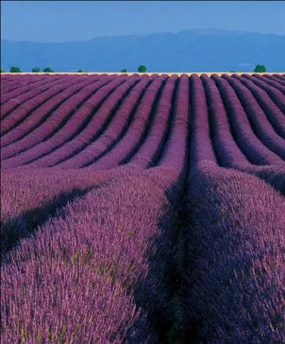 La lavande est un arbuste incontournable de la bordure mditerranenne. Quelle autre plante est de la mme famille que la lavande ?