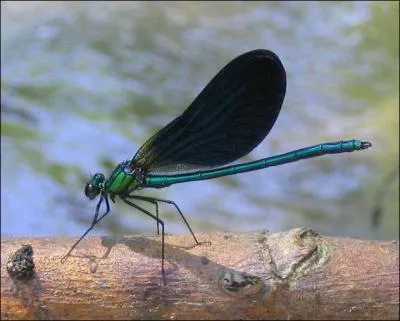 Commenons par ces insectes volants, appartenant tous deux  l'ordre des odonates, au repos l'un a les ailes  la verticale, l'autre  l'horizontale, si vous ne trouvez pas celui de la photo, vous chouez aux deux premires rponses !