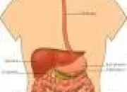 Quiz QCM - La digestion