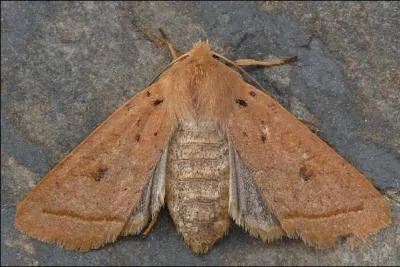 Je suis un papillon velu, de couleur ocre-brun-chocolat au lait  la tte brun orang et d'envergure de 28  32 mm.