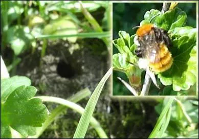 L'abeille de la pelouse porte aussi le nom de :