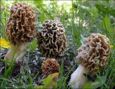 Ce champignon est-il comestible ?