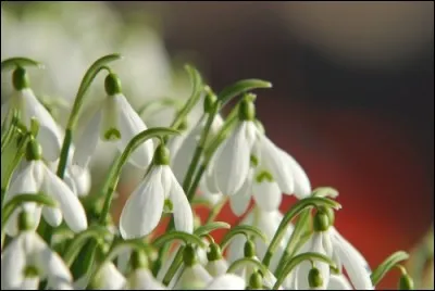 Que sont ces jolies fleurs ?