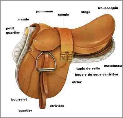 Thorie : les 3 parties principales de la selle sont :