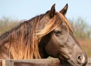 Quiz Quiz des chevaux