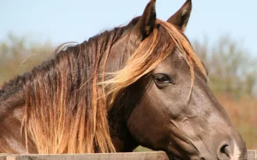 Quiz Chevaux