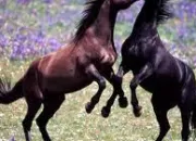 Quiz Races de chevaux