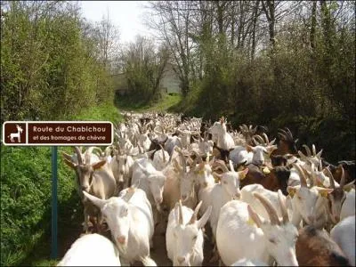 Dans quelle rgion franaise peut-on emprunter la Route du chabichou ?