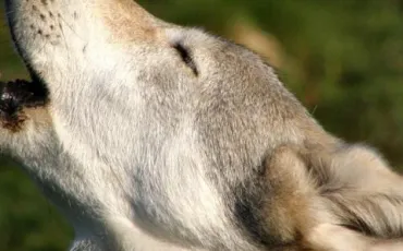 Quiz Animaux