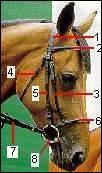 Quiz Equitation