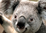 Quiz Les koalas