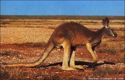 Regarde cet animal et trouve le nom de cette ville, rflchis un peu, et tu verras, c'est dans la poche !