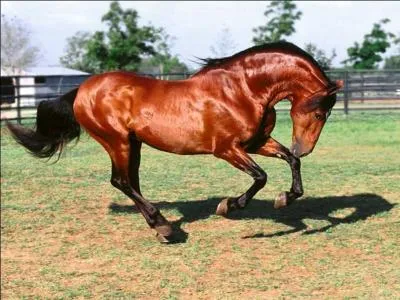 Qelle est la robe de ce cheval ?