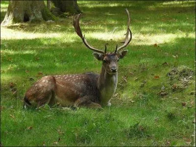 La différence entre le daim et le cerf n'est pas évidente et pourtant à l'âge adulte, elle est frappante. Lequel est-ce ?