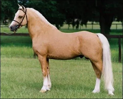 Quelle est la robe du cheval ci-contre ?